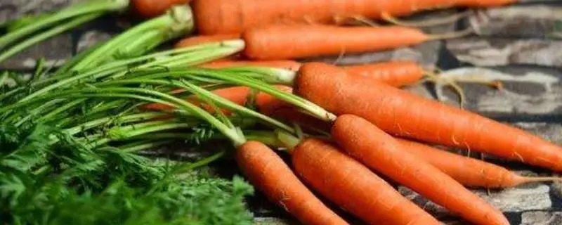 胡萝卜适合种植的方法，适合几月份种植