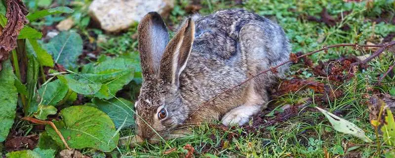 野兔哪个时间最多，野兔的繁殖时间