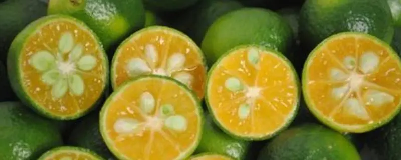绿色的小橘子叫什么，是不是酸橙呢