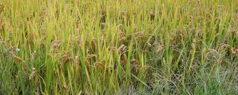 种植水稻的步骤，详细解析成熟的过程