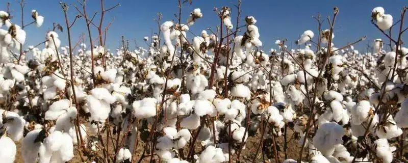 棉花高产种植技术，田间管理技术分享