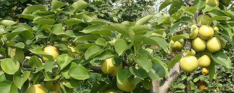 梨树修剪技术，如何让梨树树形更健康