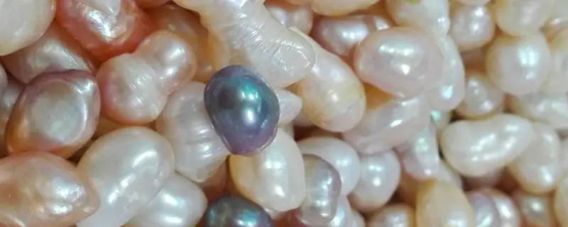 珍珠的养殖方法，如何让珍珠生长更健康