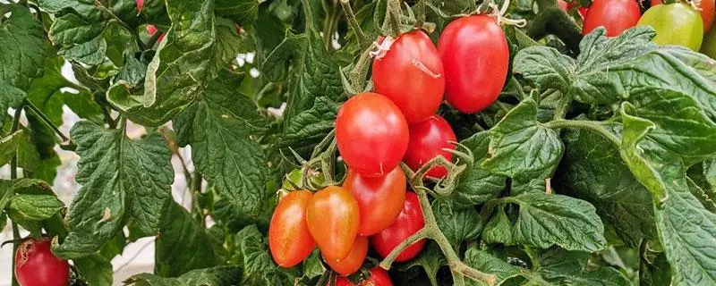 番茄的主要产地，最适合种植番茄地区