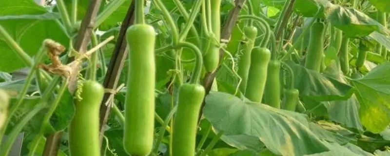葫芦瓜栽培管理技术，如何让你的葫芦瓜更健康