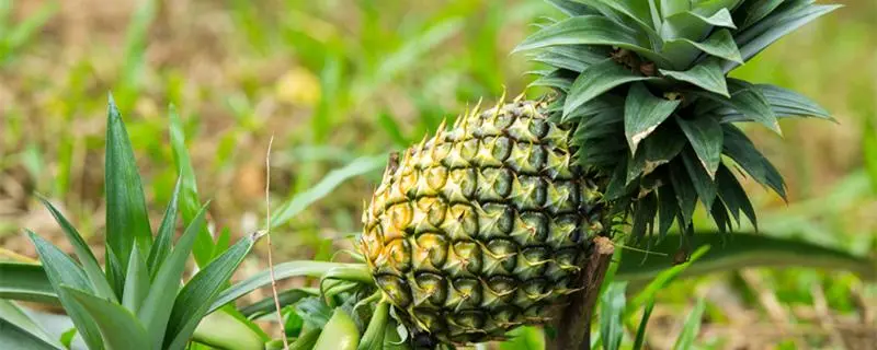 菠萝养殖方法，详细步骤分享