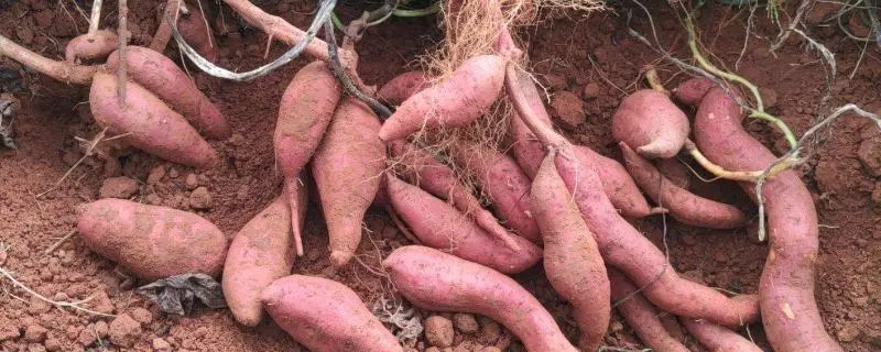 红薯的种植技术，让你的红薯丰收