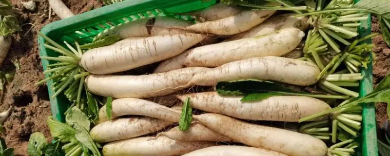 白萝卜的保存方法，如何让白萝卜更久保鲜